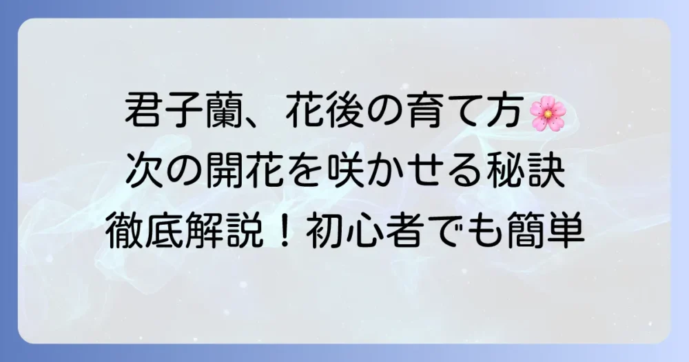 君子蘭の花が終わったらどうする？次の開花のための育て方を徹底解説