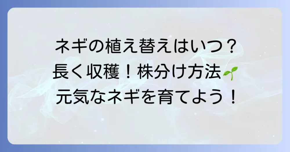 九条ネギの植え替え時期を徹底解説！長く収穫するための株分けと育て方