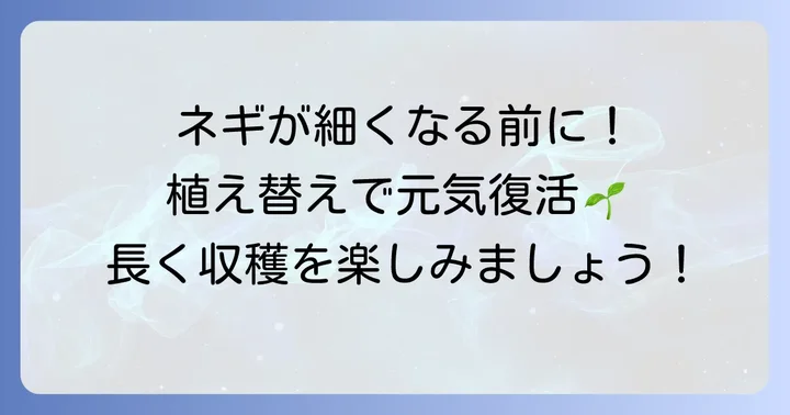 九条ネギの植え替えはなぜ必要？長く楽しむための理由
