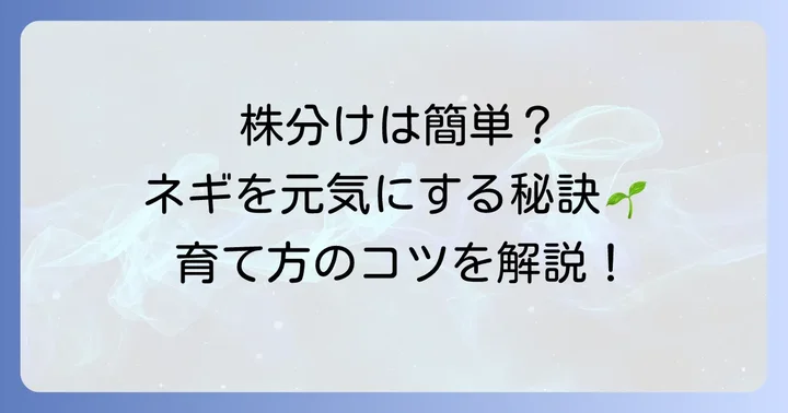 九条ネギの株分けと植え替えの進め方