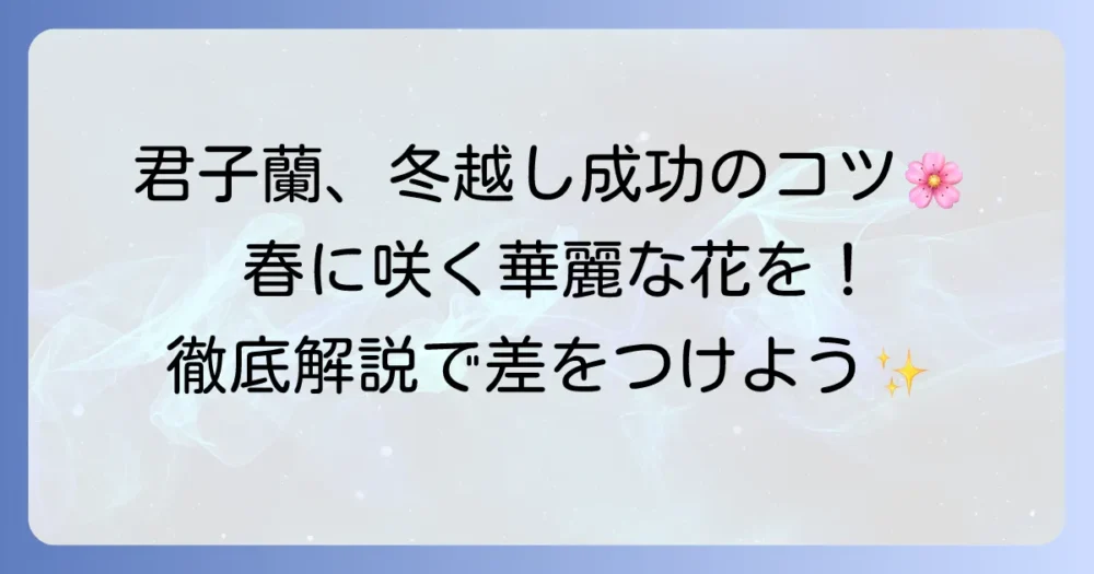 君子蘭の冬越しを成功させるコツ!春に美しい花を咲かせるための管理方法を徹底解説