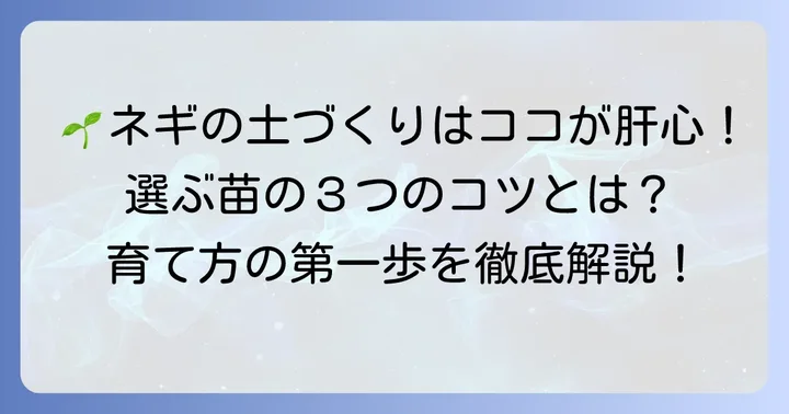 九条太ネギ苗の植え方準備：成功するための土づくりと苗選び