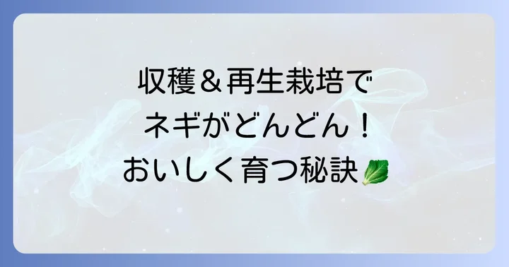 九条太ネギの収穫と再生栽培の楽しみ方