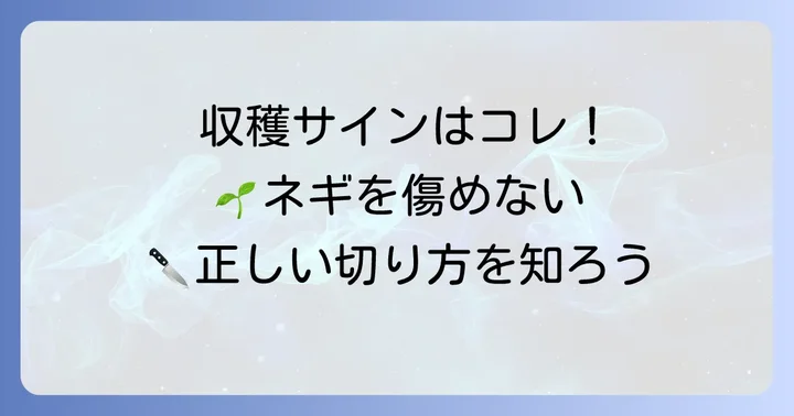 九条ねぎの収穫の目安と正しい切り方