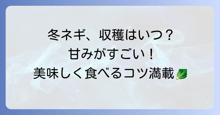 冬の九条ネギを美味しく収穫するタイミングと方法