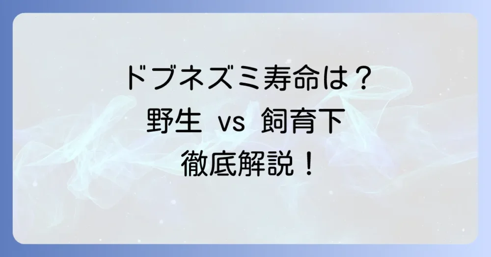 ドブネズミの寿命はどれくらい？野生と飼育下の違いや短命な理由を徹底解説
