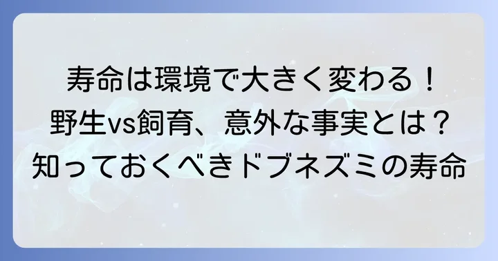 ドブネズミの平均寿命はどれくらい？