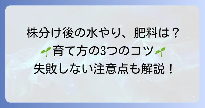 株分け後の君子蘭の育て方と注意点