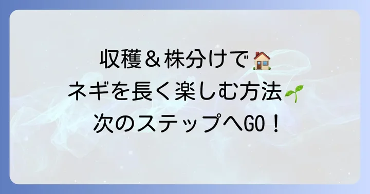 収穫と株分け:九条太ネギを長く楽しむ方法