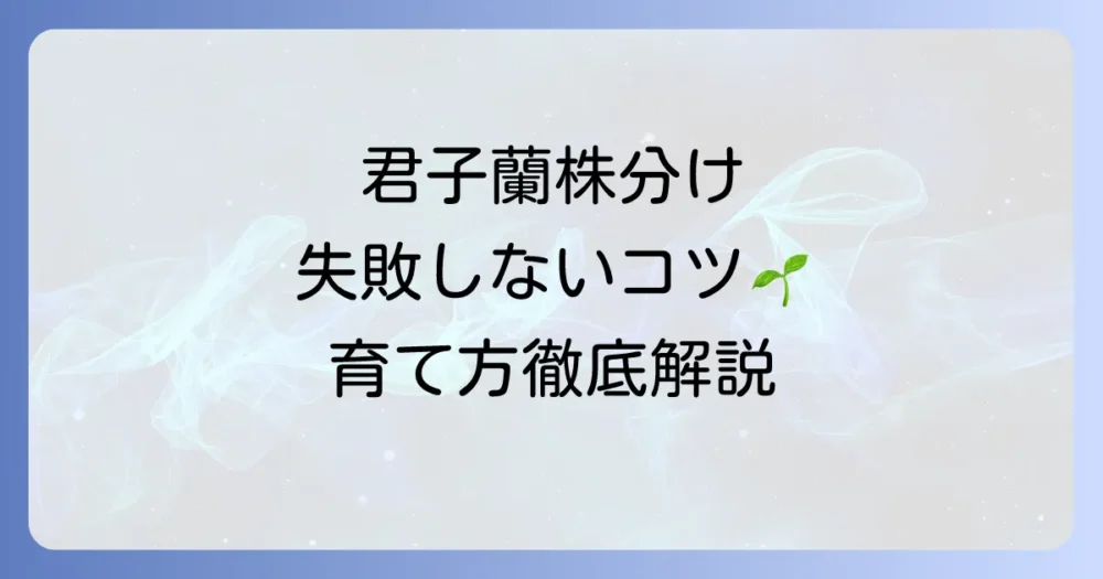 君子蘭の株分け時期を徹底解説！失敗しないためのコツと育て方
