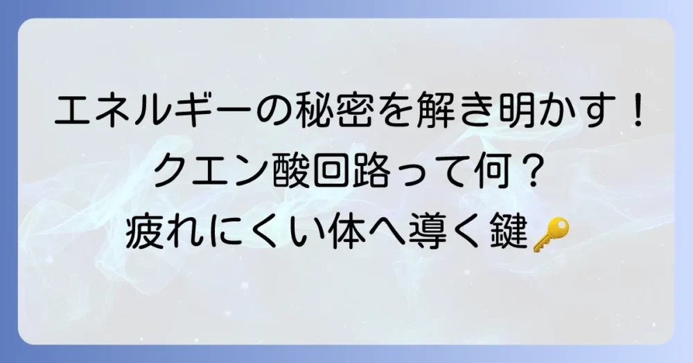 クエン酸回路をわかりやすく解説！体のエネルギーを生み出す仕組みと健康への影響