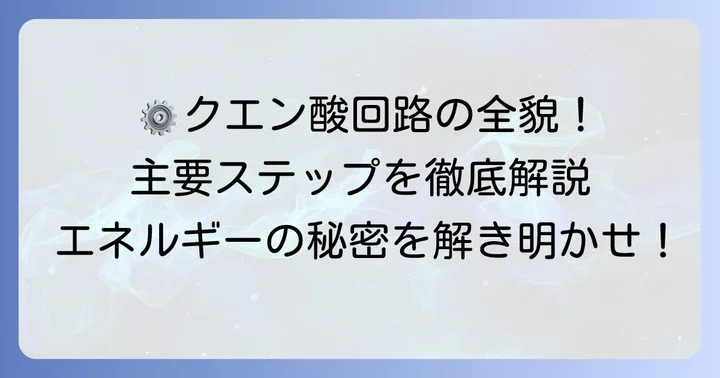 クエン酸回路の仕組みをわかりやすく解説！主要なステップと登場人物